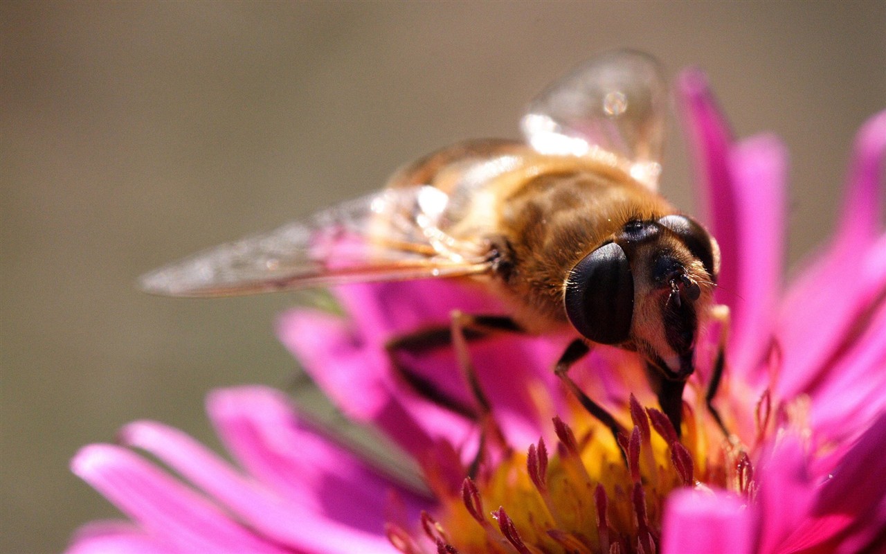 Láska Bee Květina tapetu (2) #5 - 1280x800