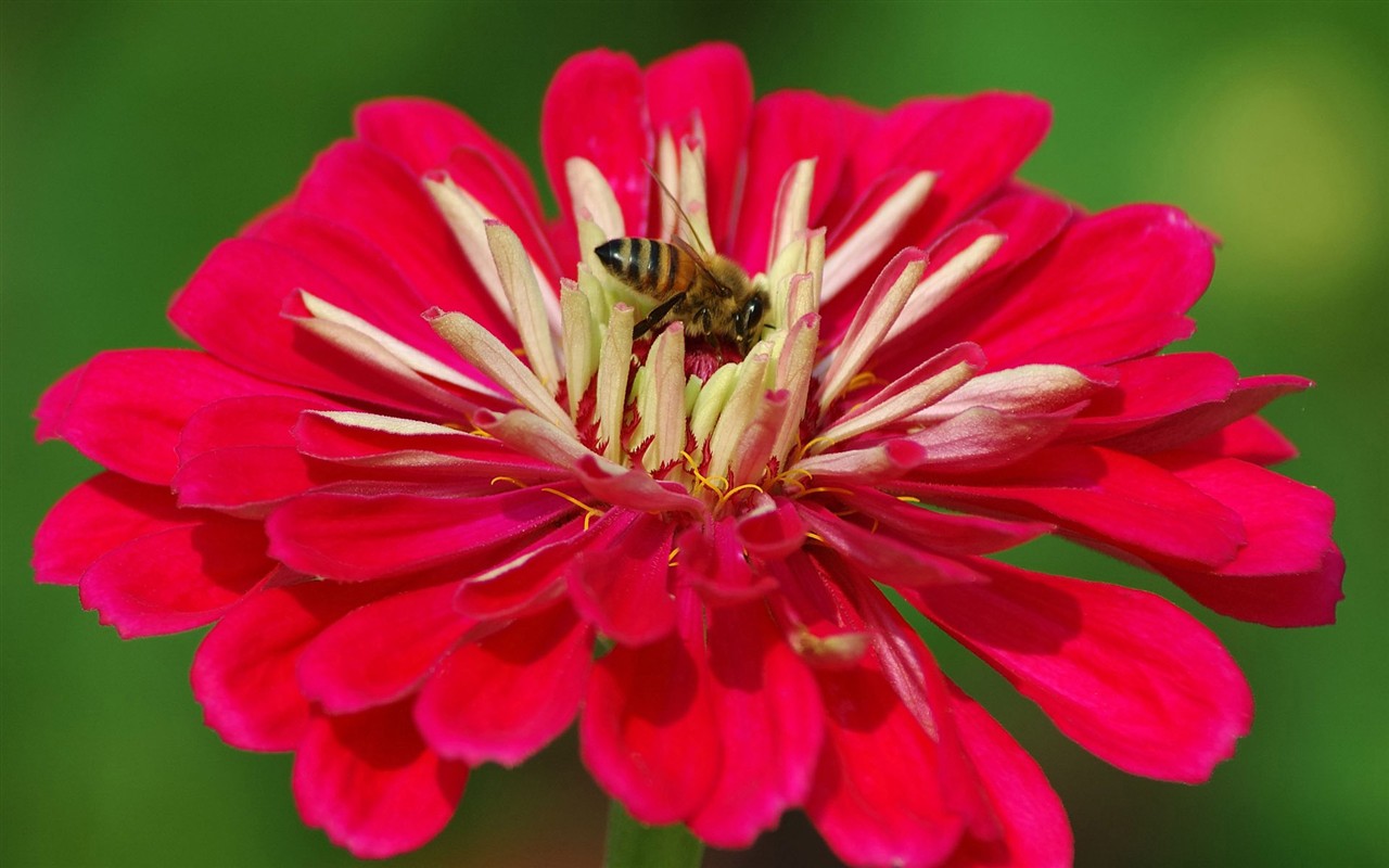 Láska Bee Květina tapetu (2) #6 - 1280x800