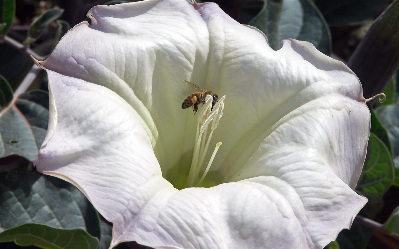 Láska Bee Květina tapetu (2) #10 - 1280x800