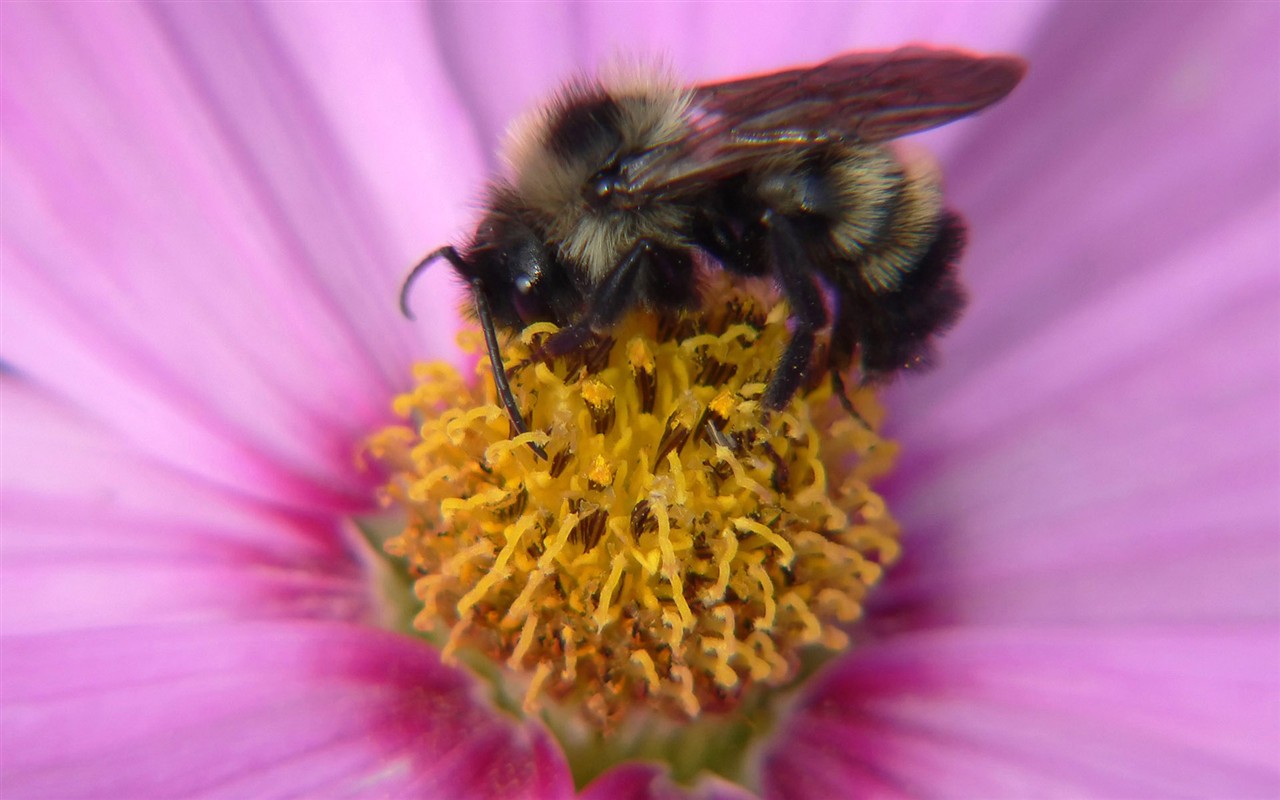 Amor Abeja Flor fondo de pantalla (2) #20 - 1280x800