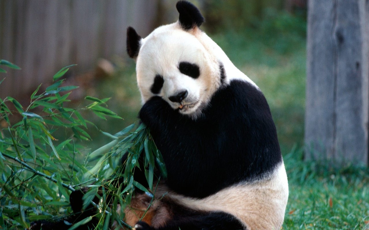 国宝熊猫壁纸专辑1 - 1280x800