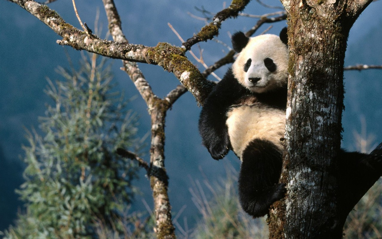 Fond d'écran album Panda #4 - 1280x800