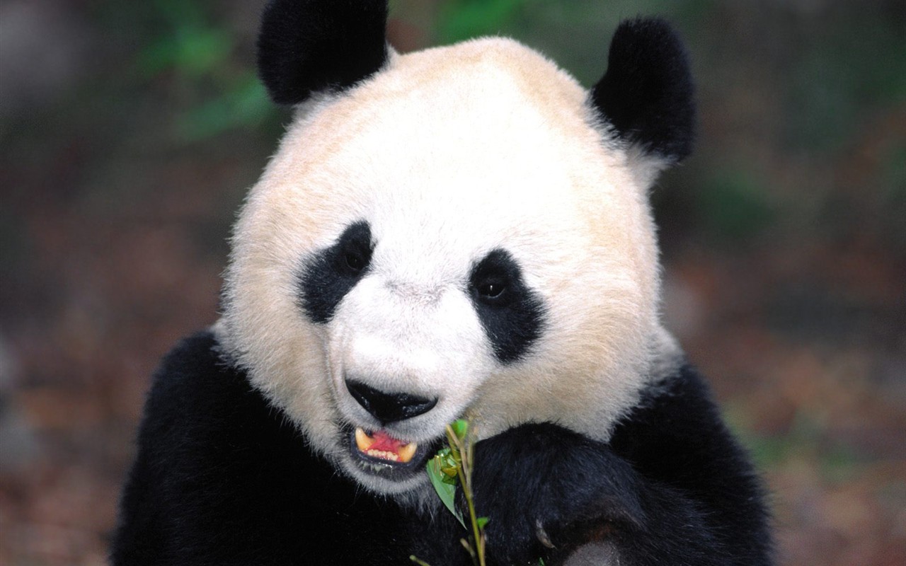 国宝熊猫壁纸专辑9 - 1280x800