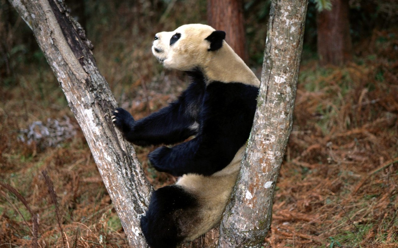国宝熊猫壁纸专辑10 - 1280x800