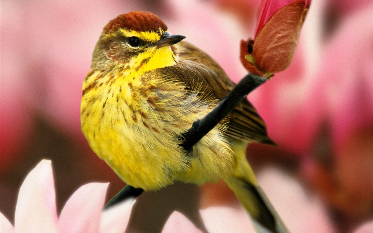 Lovely bird photo wallpaper #4 - 1280x800