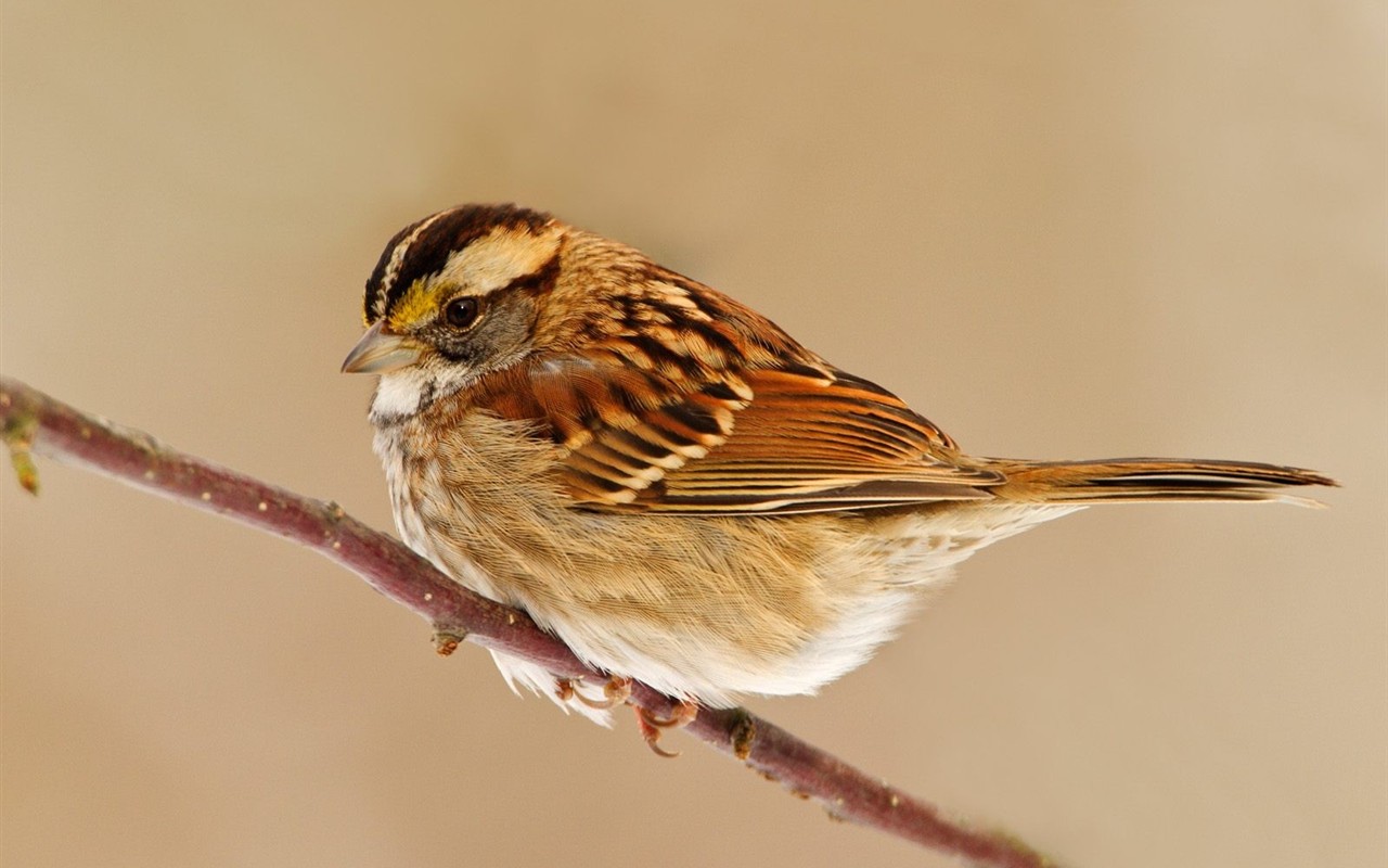 Beau fond d'écran photo d'oiseaux #5 - 1280x800