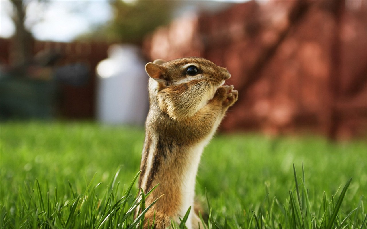 Cute Chipmunk Tapete #1 - 1280x800