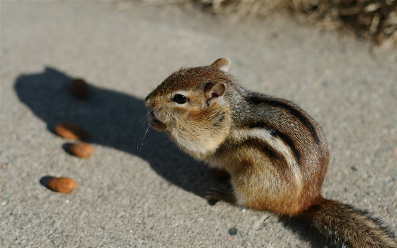 Cute Chipmunk Tapete #2 - 1280x800