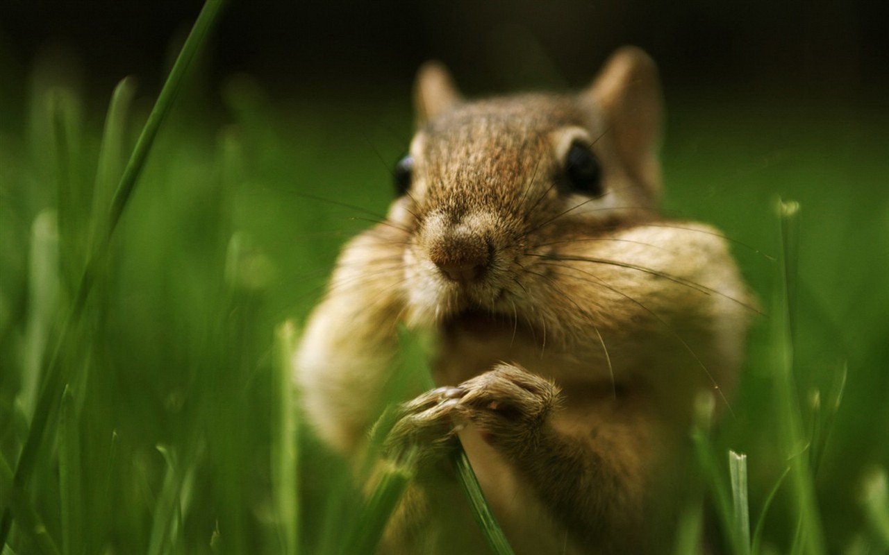 Cute wallpaper chipmunk #16 - 1280x800