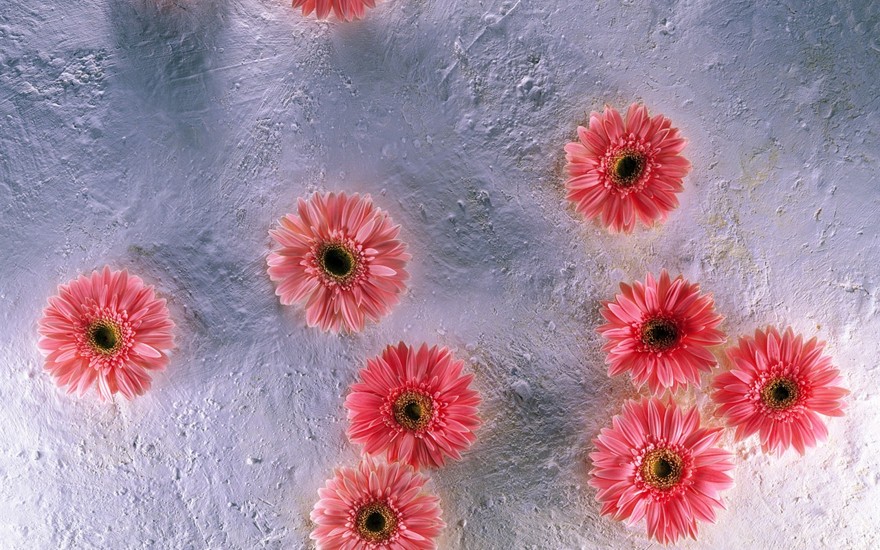 Indoor flower wallpaper (1) #25 - 1280x800