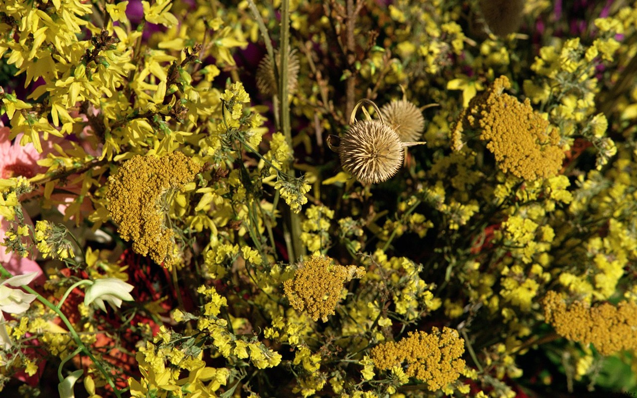 Fond d'écran de fleurs d'intérieur (2) #12 - 1280x800