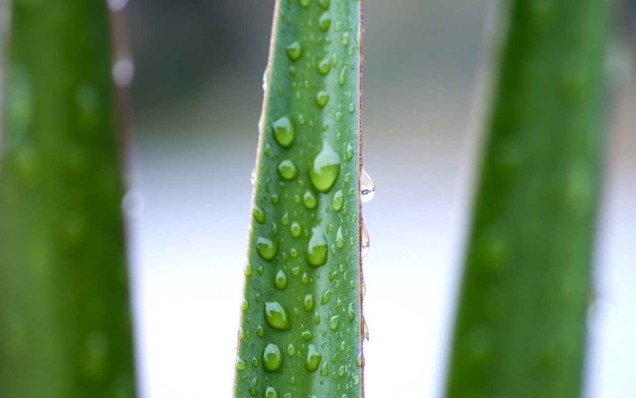  Vistaの植物の壁紙(6) #3 - 1280x800