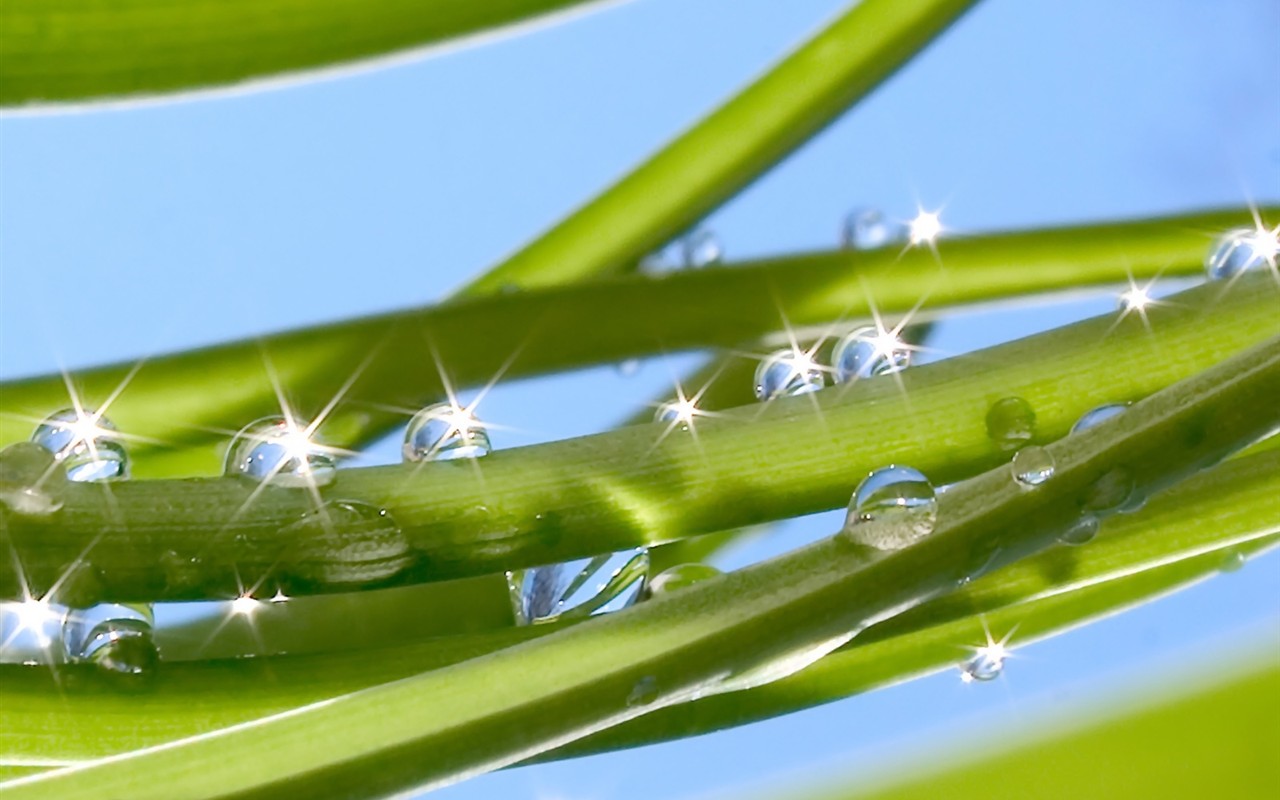  Vistaの植物の壁紙(6) #11 - 1280x800