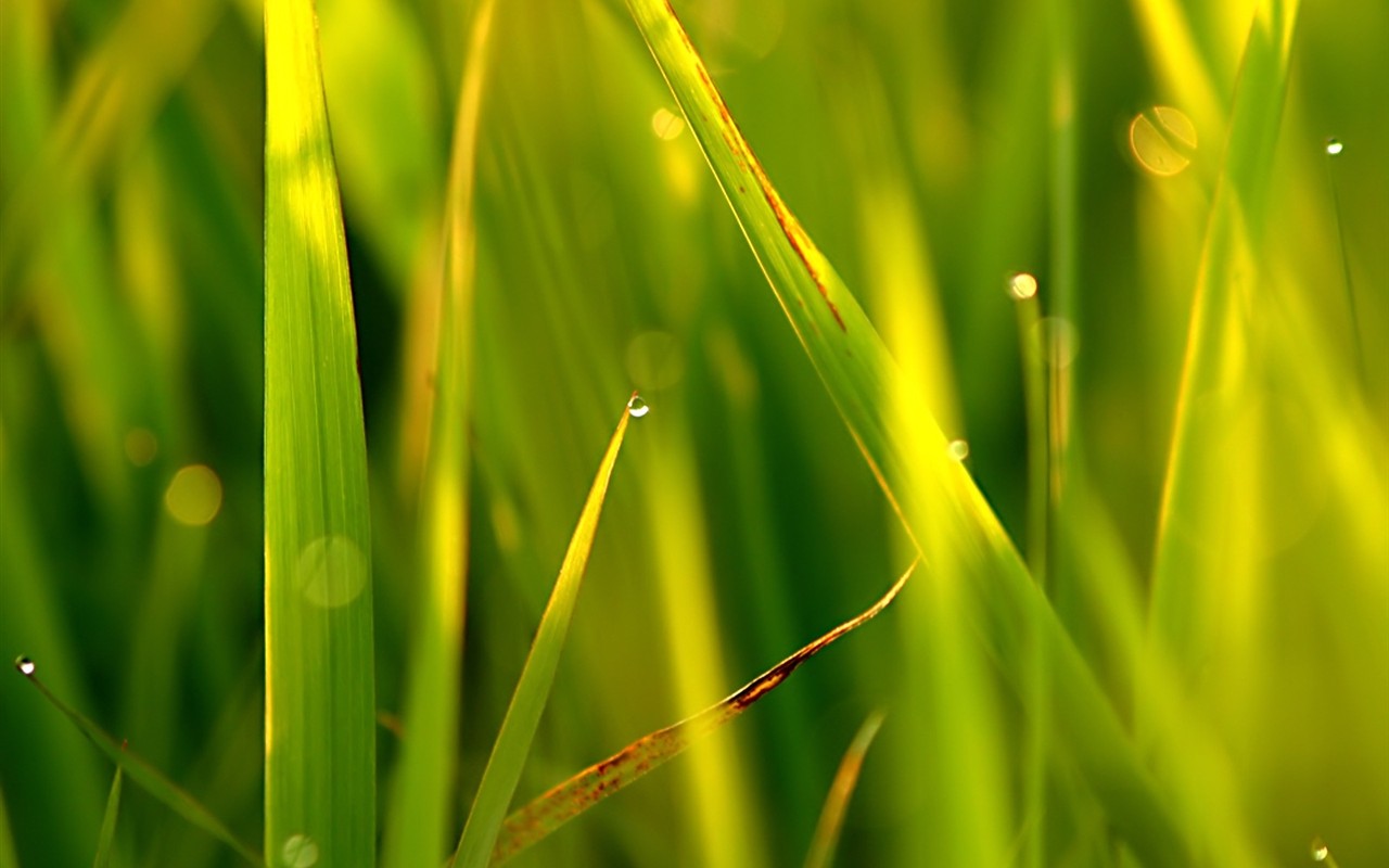  Vistaの植物の壁紙(5) #24 - 1280x800