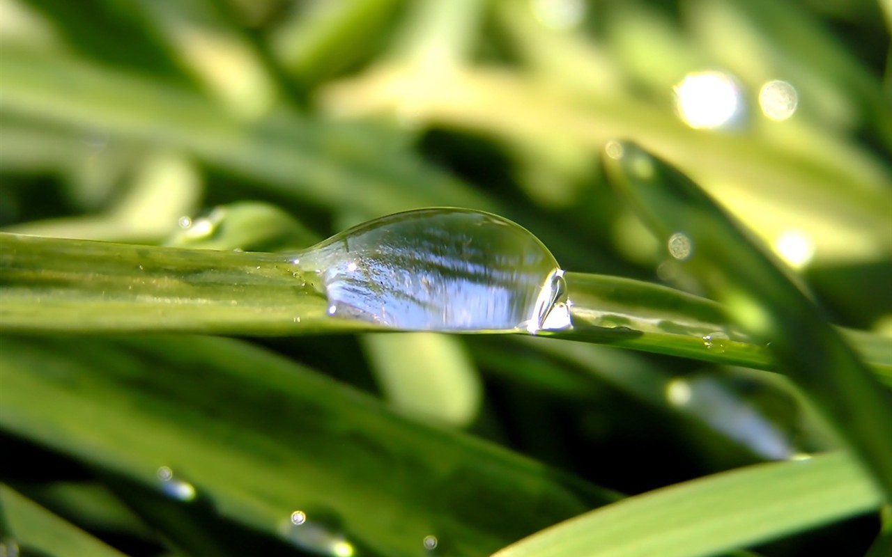  Vistaの植物の壁紙(5) #27 - 1280x800