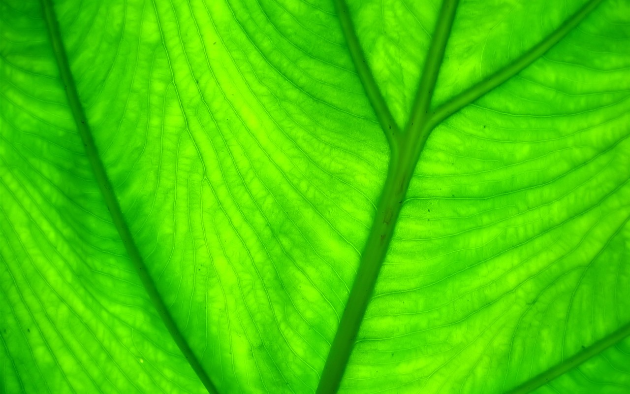 Vista rostlin tapetu (7) #29 - 1280x800