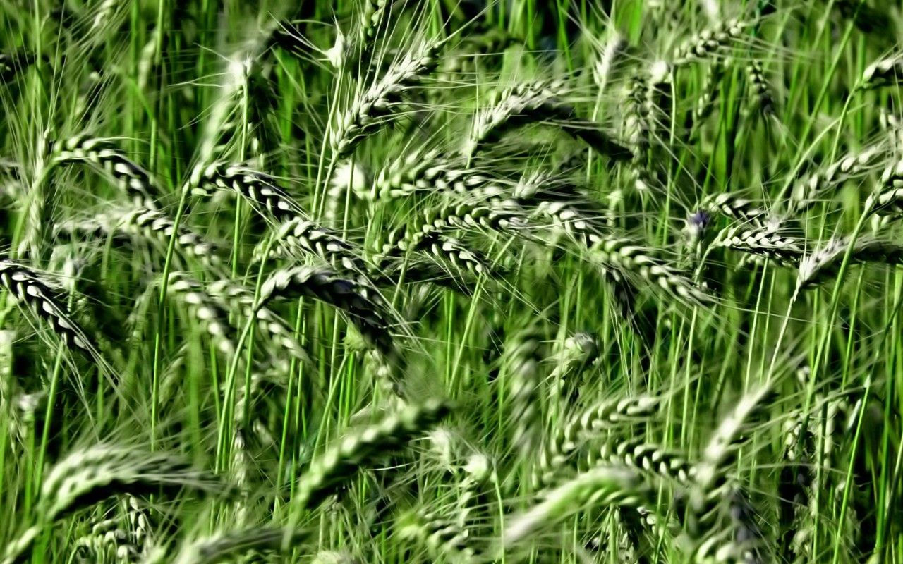  Vistaの植物の壁紙(8) #37 - 1280x800