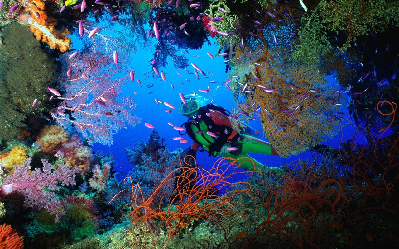 Marine Life Wallpaper Selection (1) #19 - 1280x800