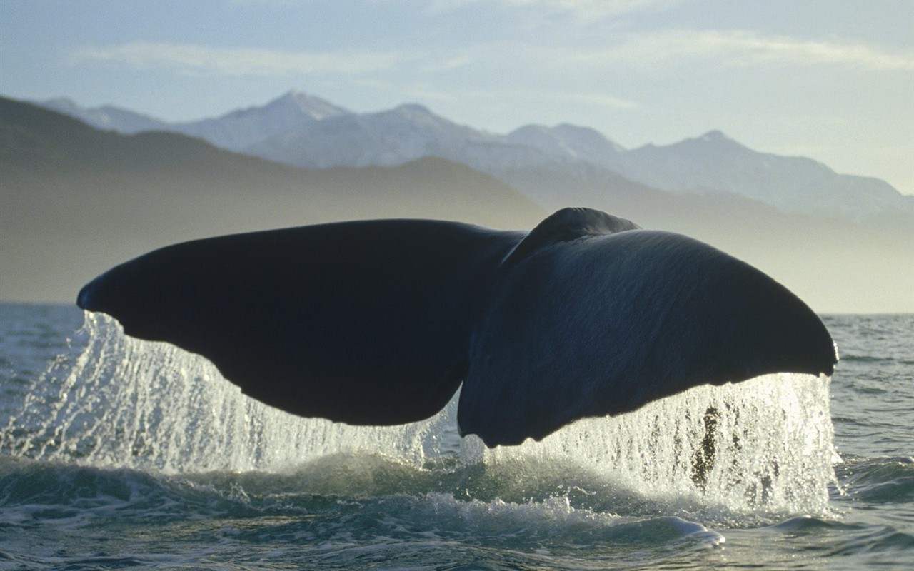 海洋生物壁纸精选(一)22 - 1280x800