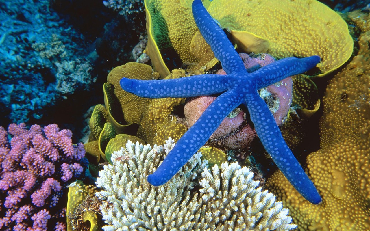 Marine Life Wallpaper Selection (2) #2 - 1280x800