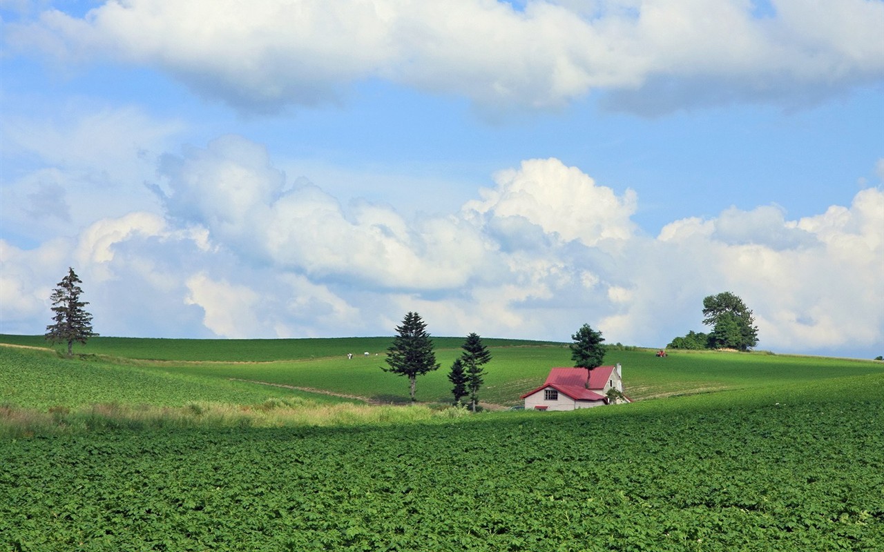 paysage de campagne Hokkaido #10 - 1280x800