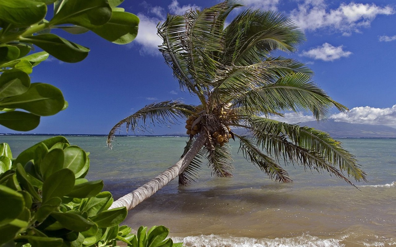 havajské pláži scenérie #13 - 1280x800