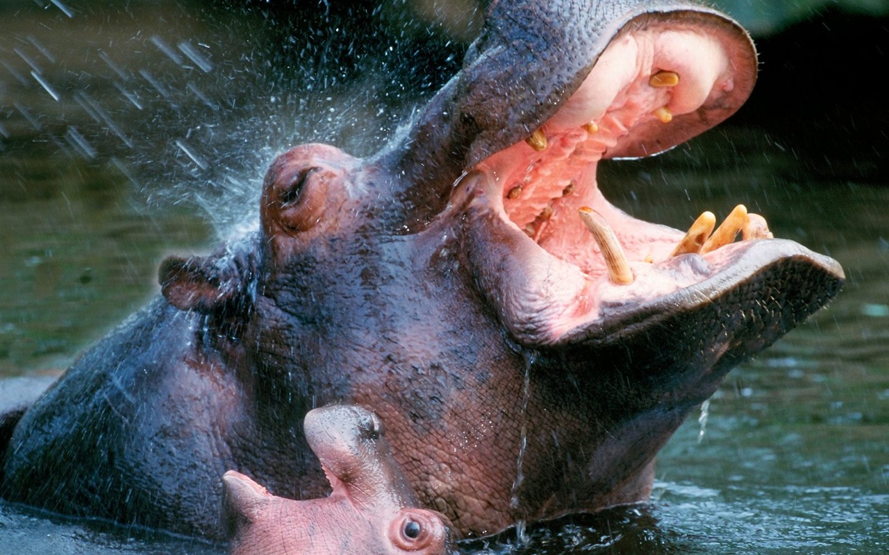 Hippo Foto Wallpaper #1 - 1280x800
