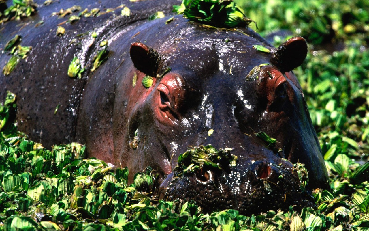 Hippo Photo Wallpaper #4 - 1280x800