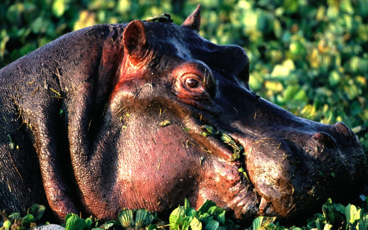 Hippo Foto Wallpaper #5 - 1280x800