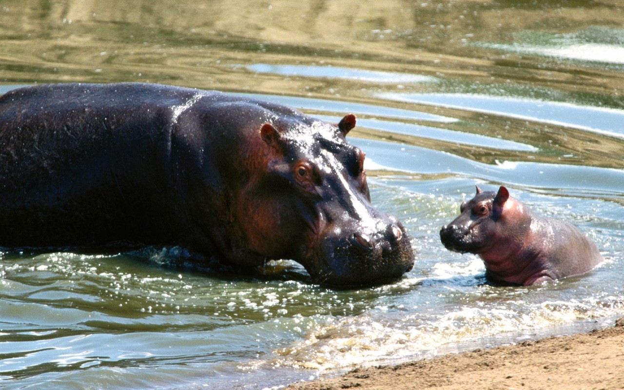 Hippo Foto Wallpaper #7 - 1280x800