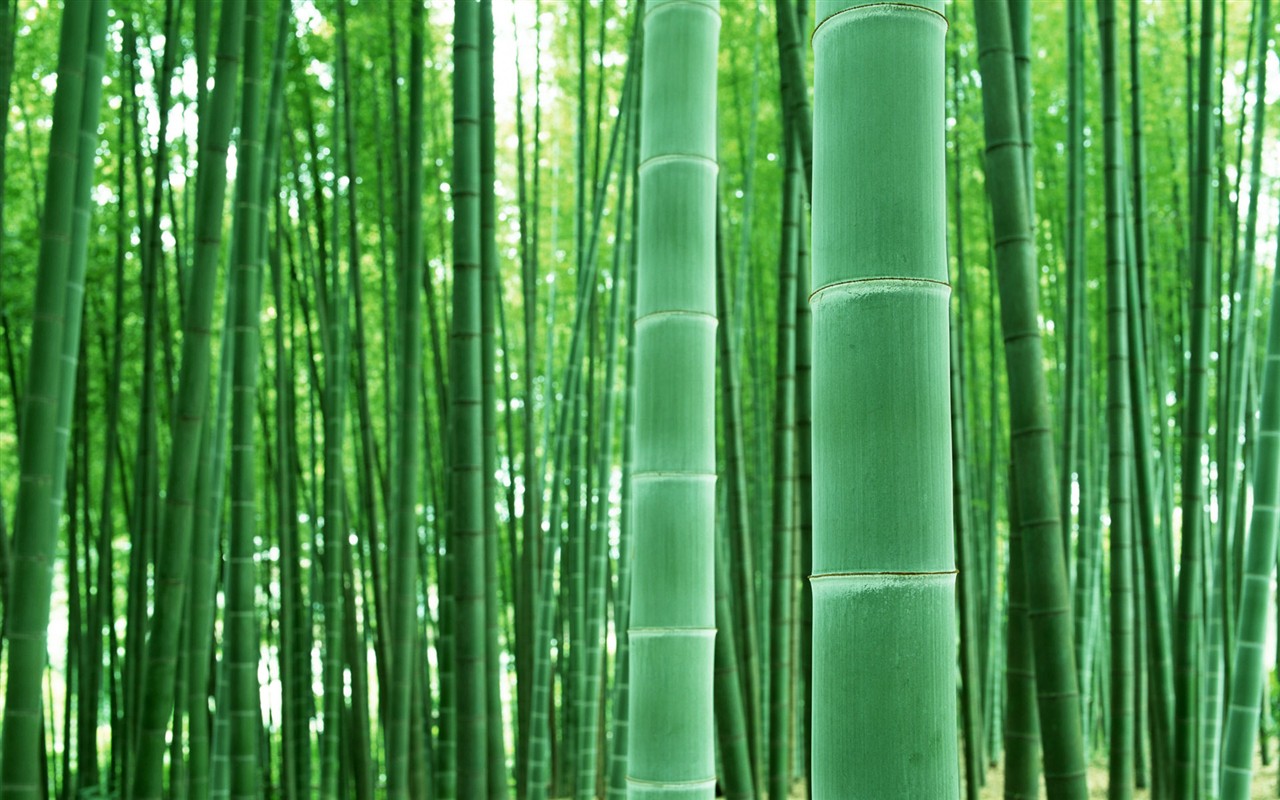 Papel tapiz verde de bambú #4 - 1280x800