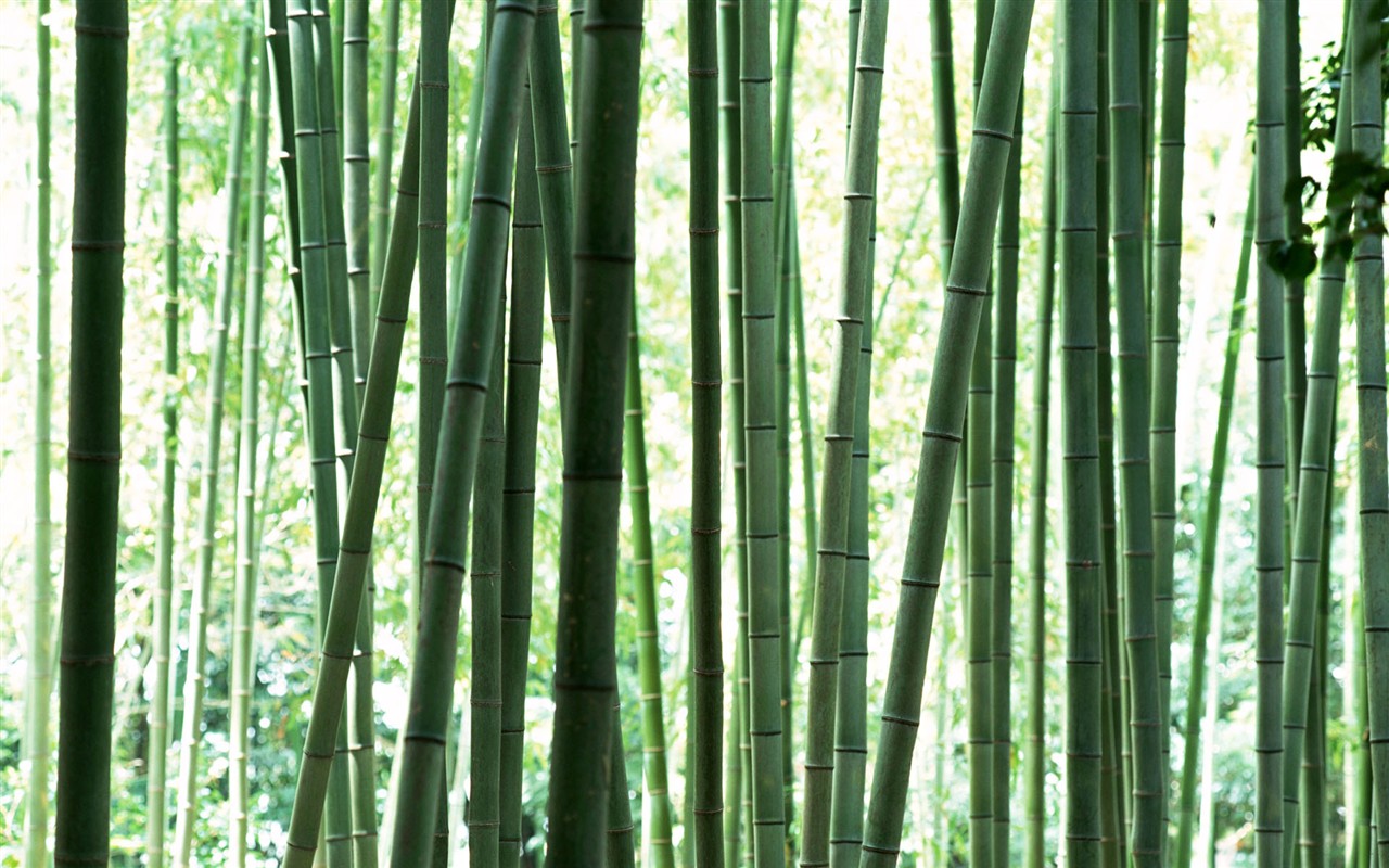 Papel tapiz verde de bambú #12 - 1280x800