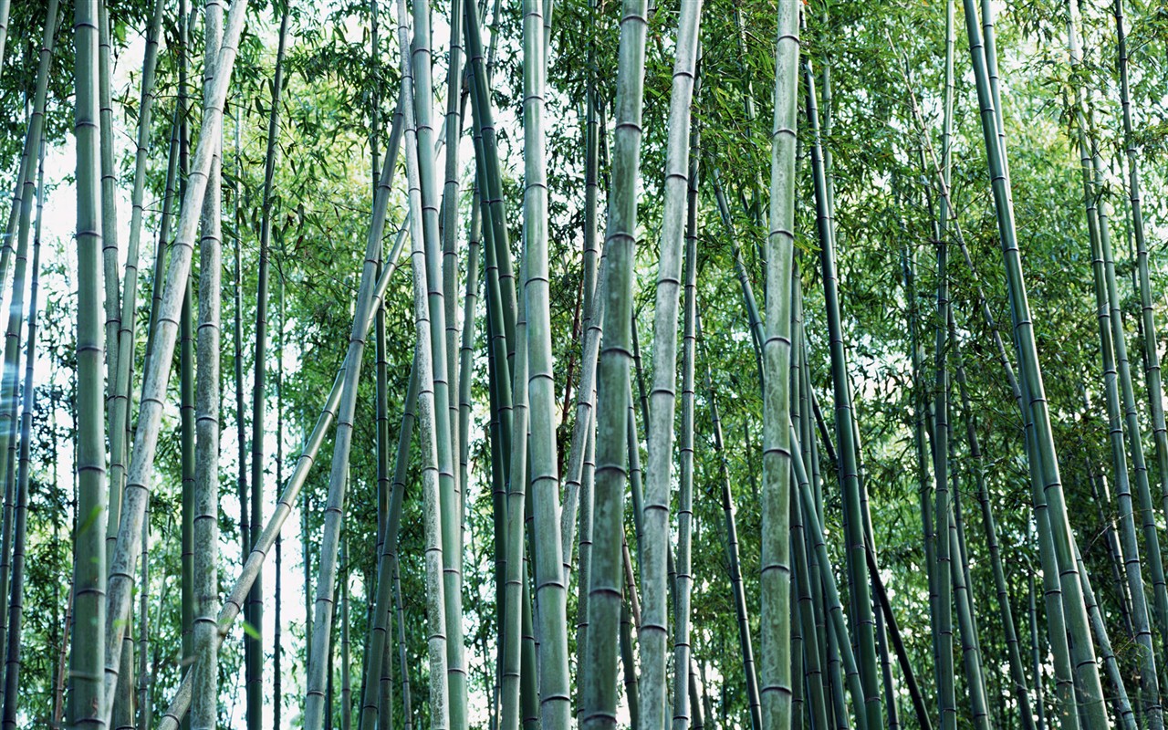 Papel tapiz verde de bambú #18 - 1280x800