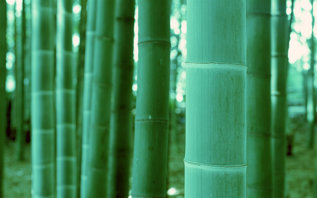 Papel tapiz verde de bambú #20 - 1280x800