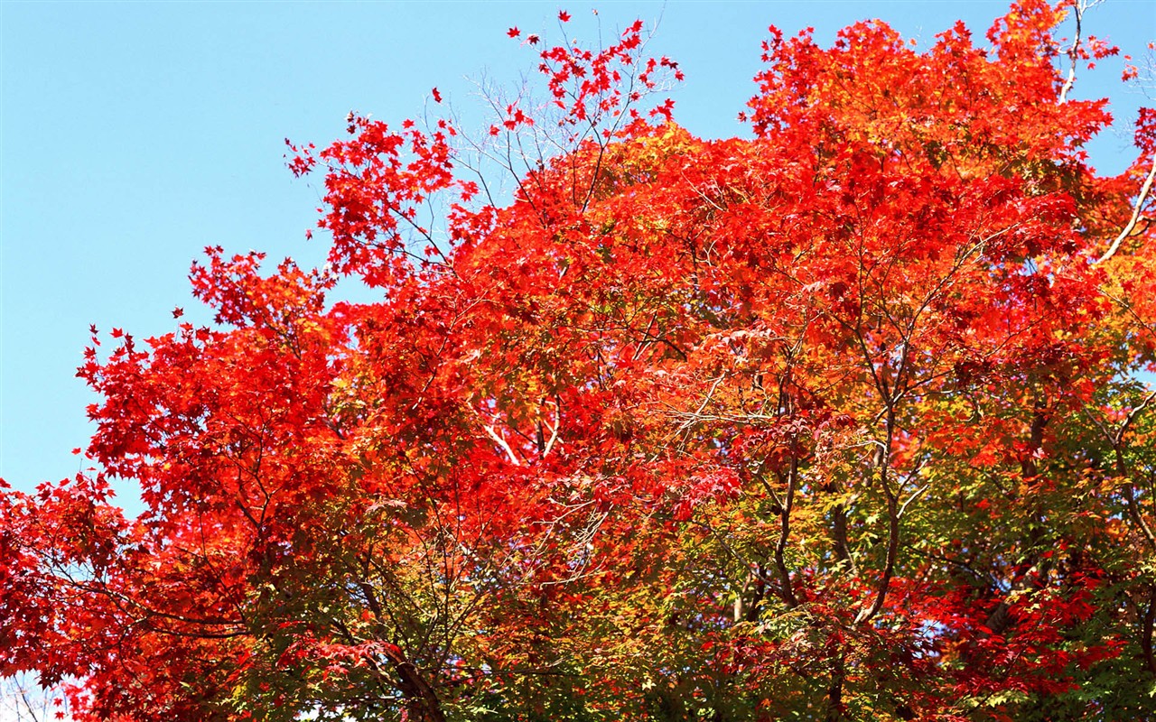 红叶高清壁纸专辑25 - 1280x800