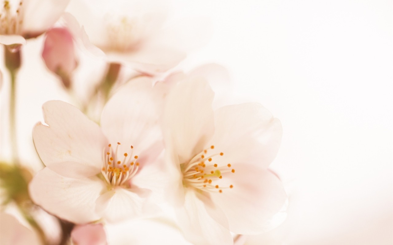 Soft Focus květina Tapeta #15 - 1280x800