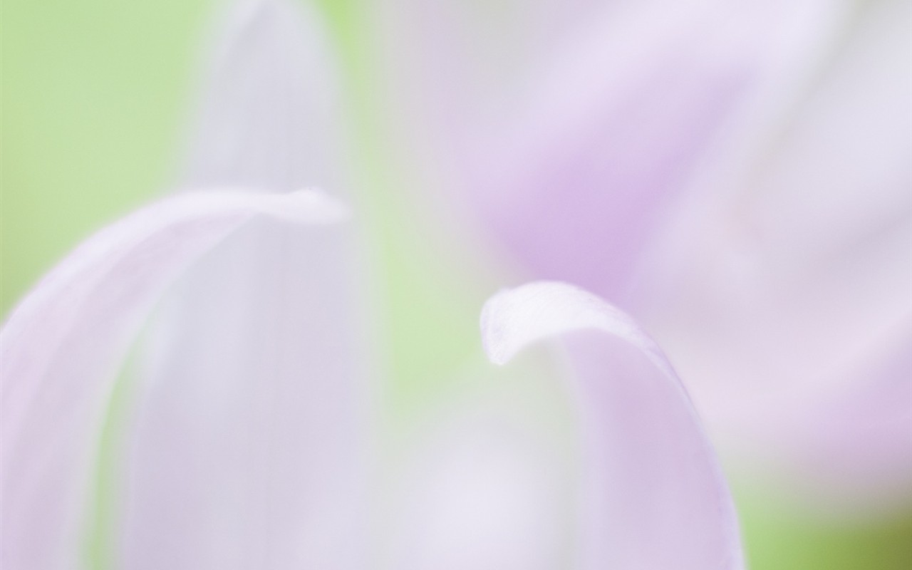 Soft Focus Flower Wallpaper #19 - 1280x800