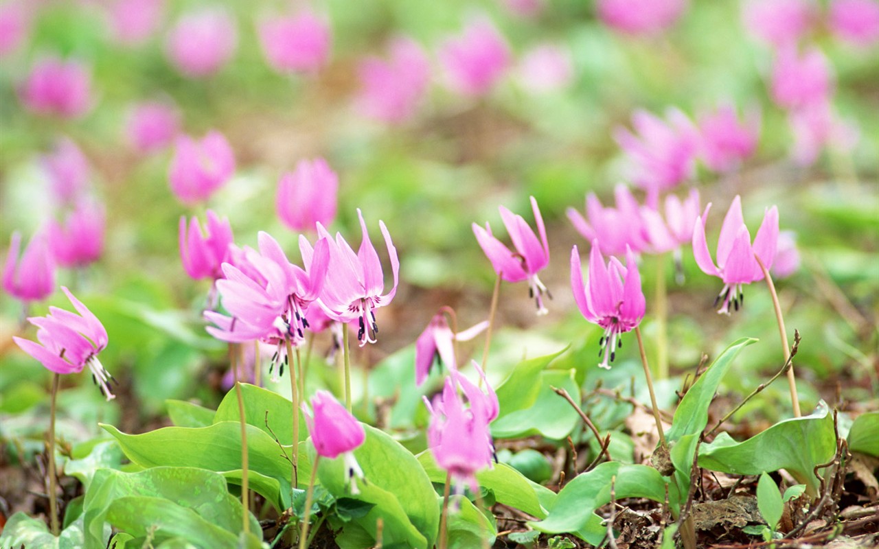 山花爛漫壁紙專輯 #3 - 1280x800