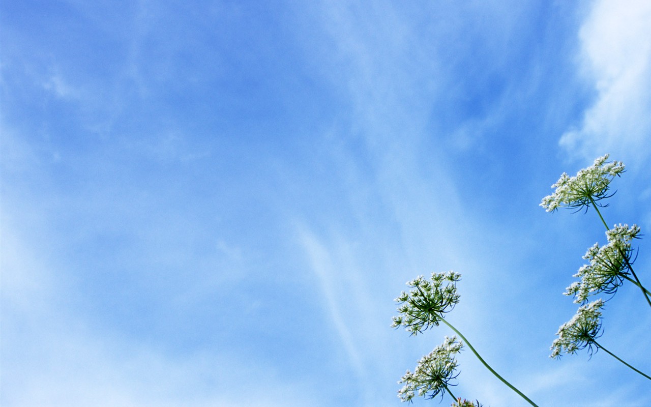 山花爛漫壁紙專輯 #5 - 1280x800