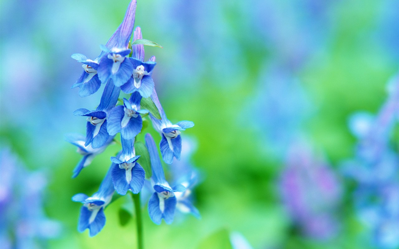 山花烂漫壁纸专辑10 - 1280x800