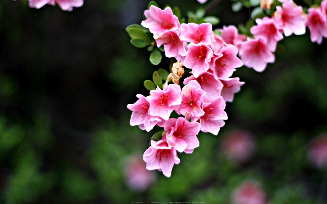 Flower Wallpaper High Definition #1 - 1280x800