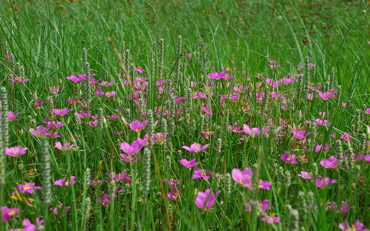 Flower Wallpaper High Definition #13 - 1280x800