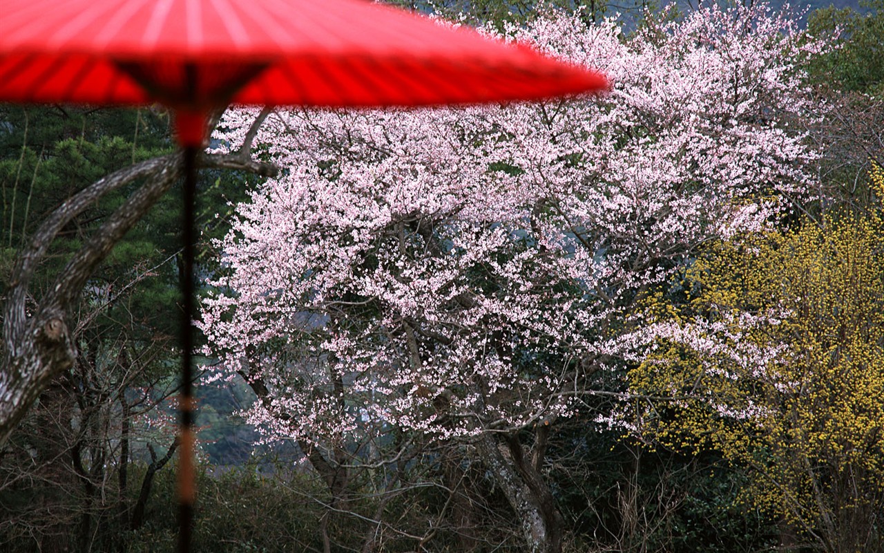 京都、日本、風景壁紙 #16 - 1280x800