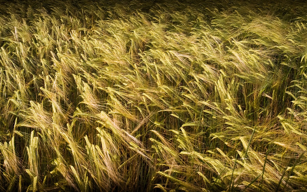 Representación de paisajes Fondos de pantalla HD #4 - 1280x800