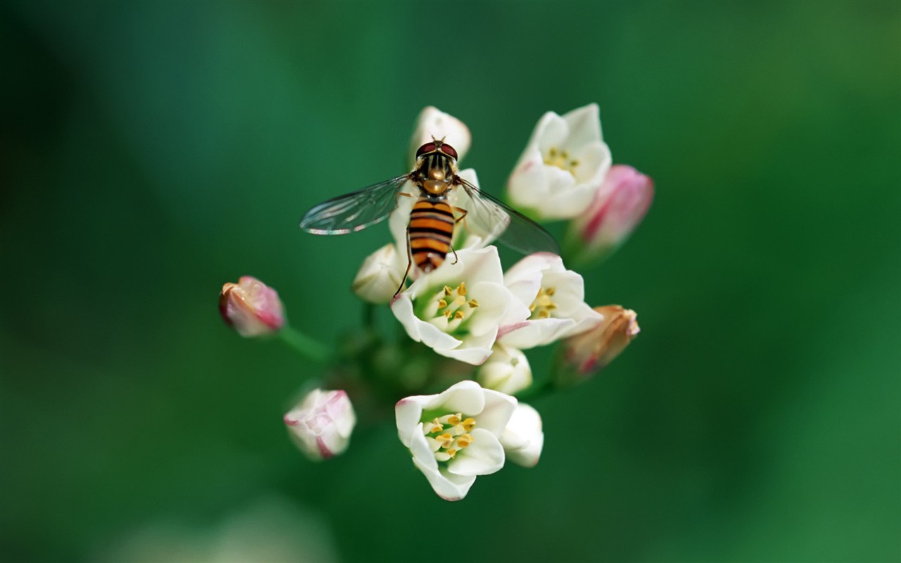 昆虫特写(二)7 - 1280x800