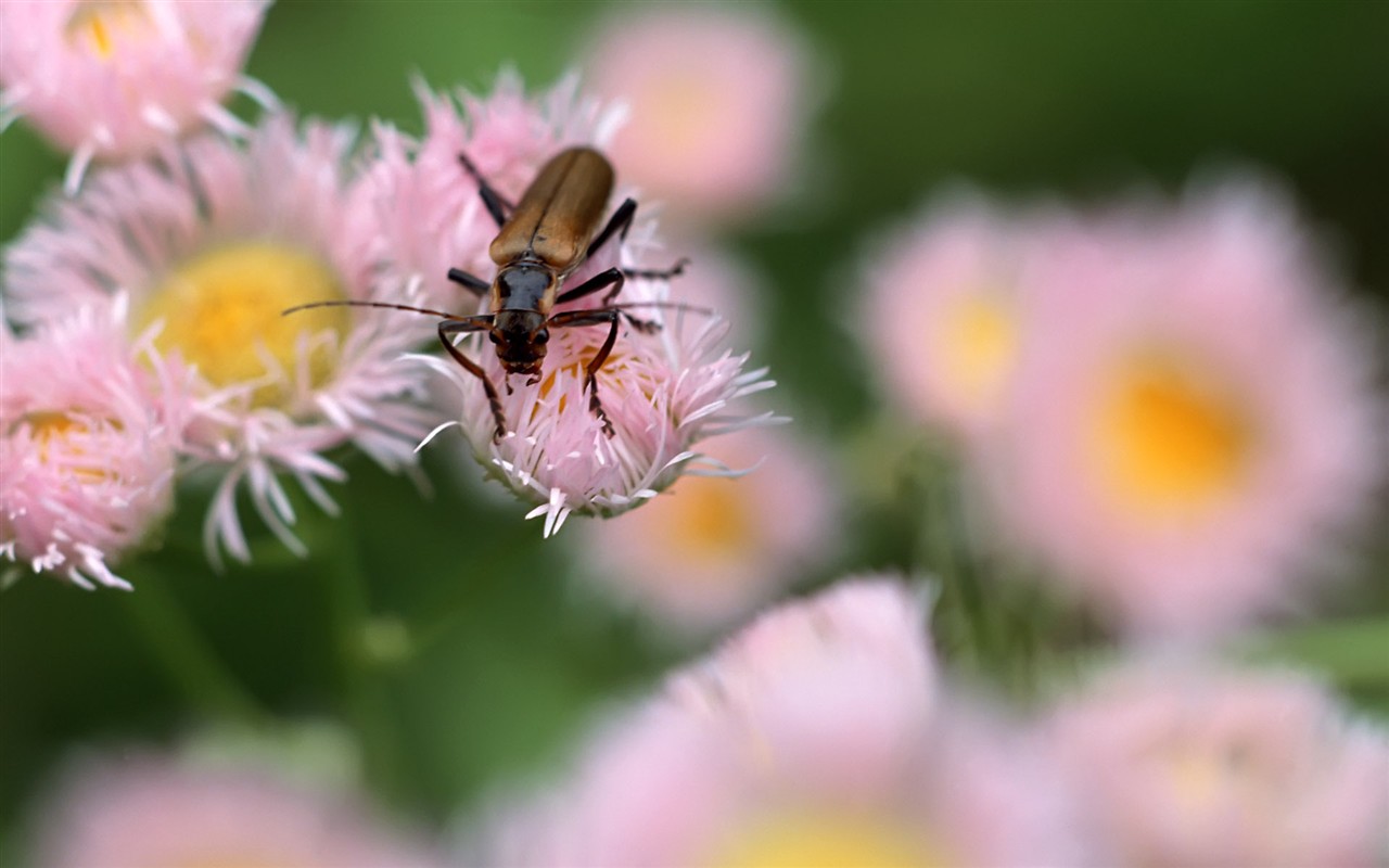 Caractéristiques des insectes (2) #12 - 1280x800