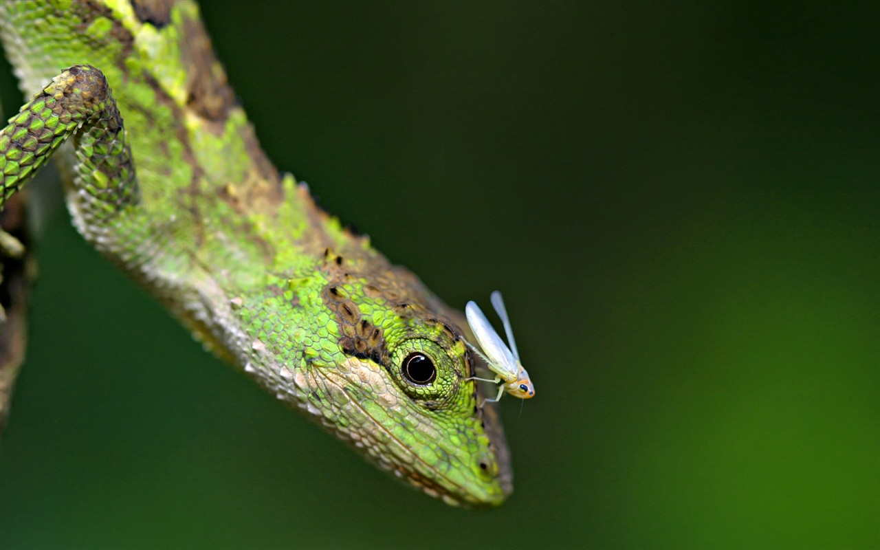 昆虫特写(二)13 - 1280x800