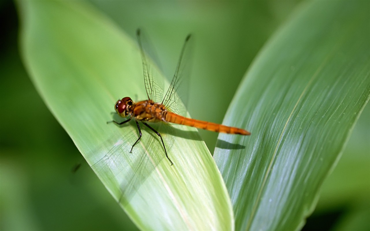 昆虫特写(二)16 - 1280x800