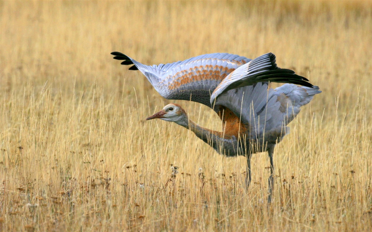 HD Photo Bilder Vögel #2 - 1280x800