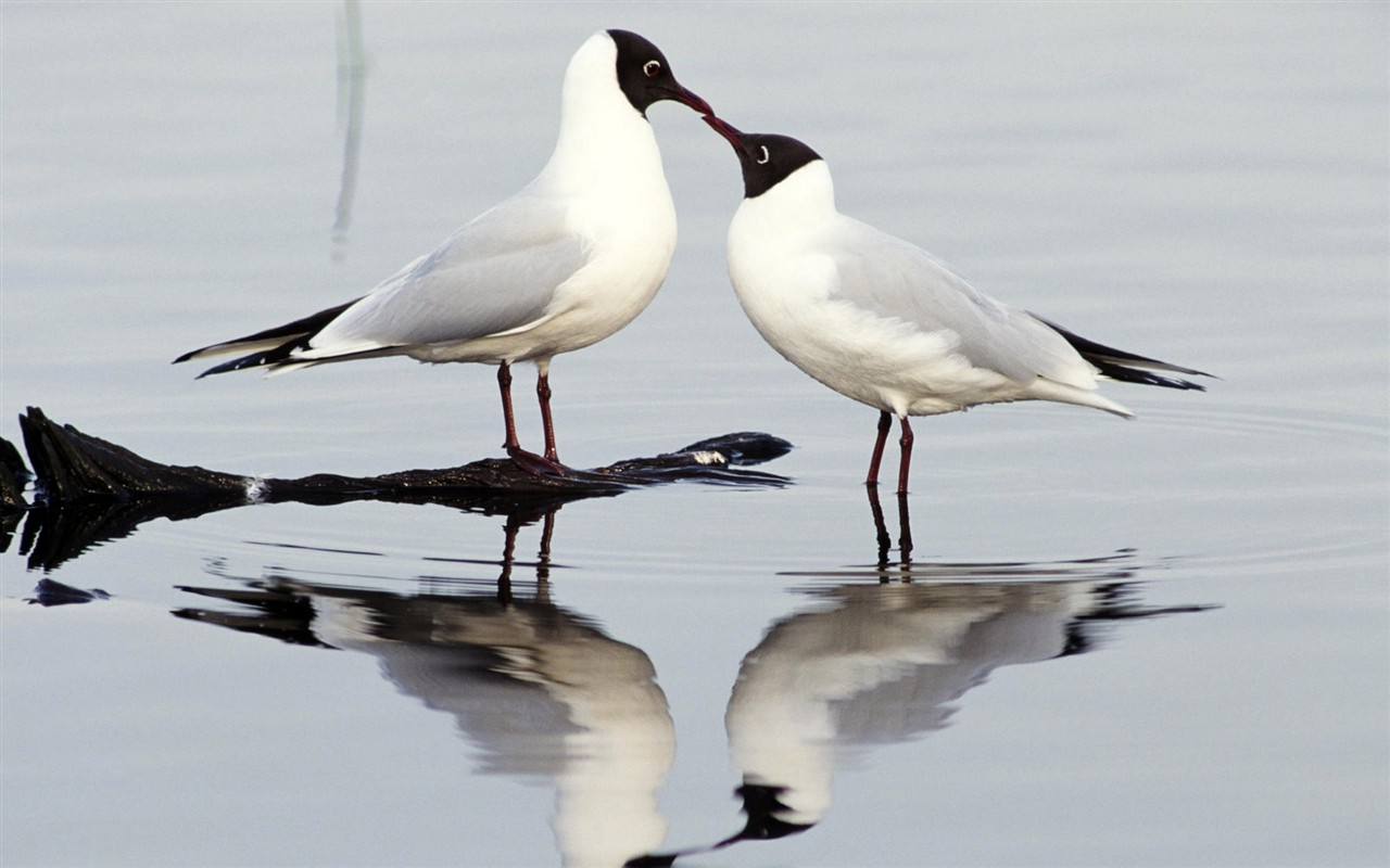 Fonds d'écran HD Photo Oiseaux #3 - 1280x800